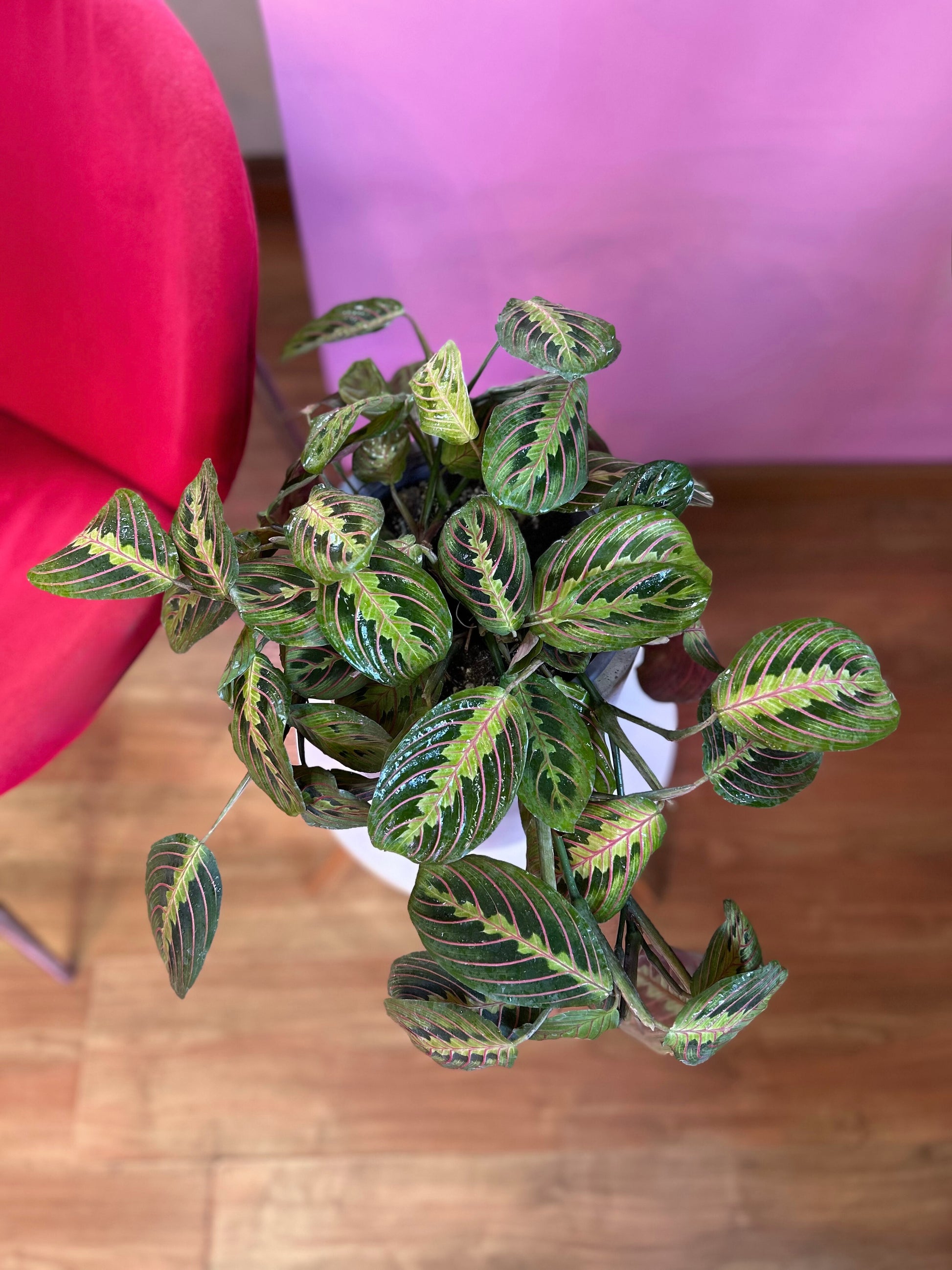 Maranta leuconeura aricolor planta de interior con hojas verdes estampadas con venas rojas y reverso púrpura, en macetero decorativo