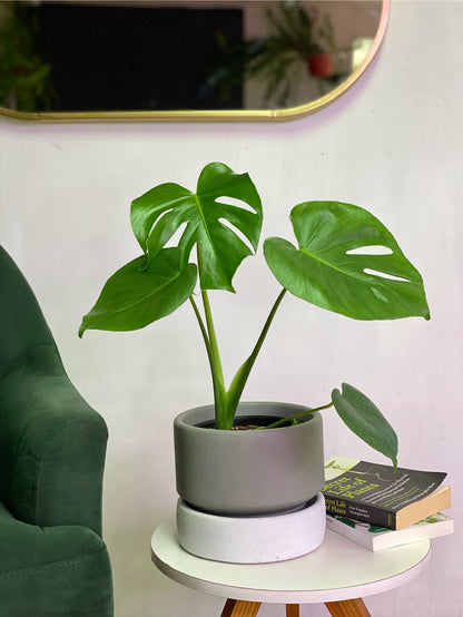 plantas interior monstera Monstera Deliciosa M – Florantinas