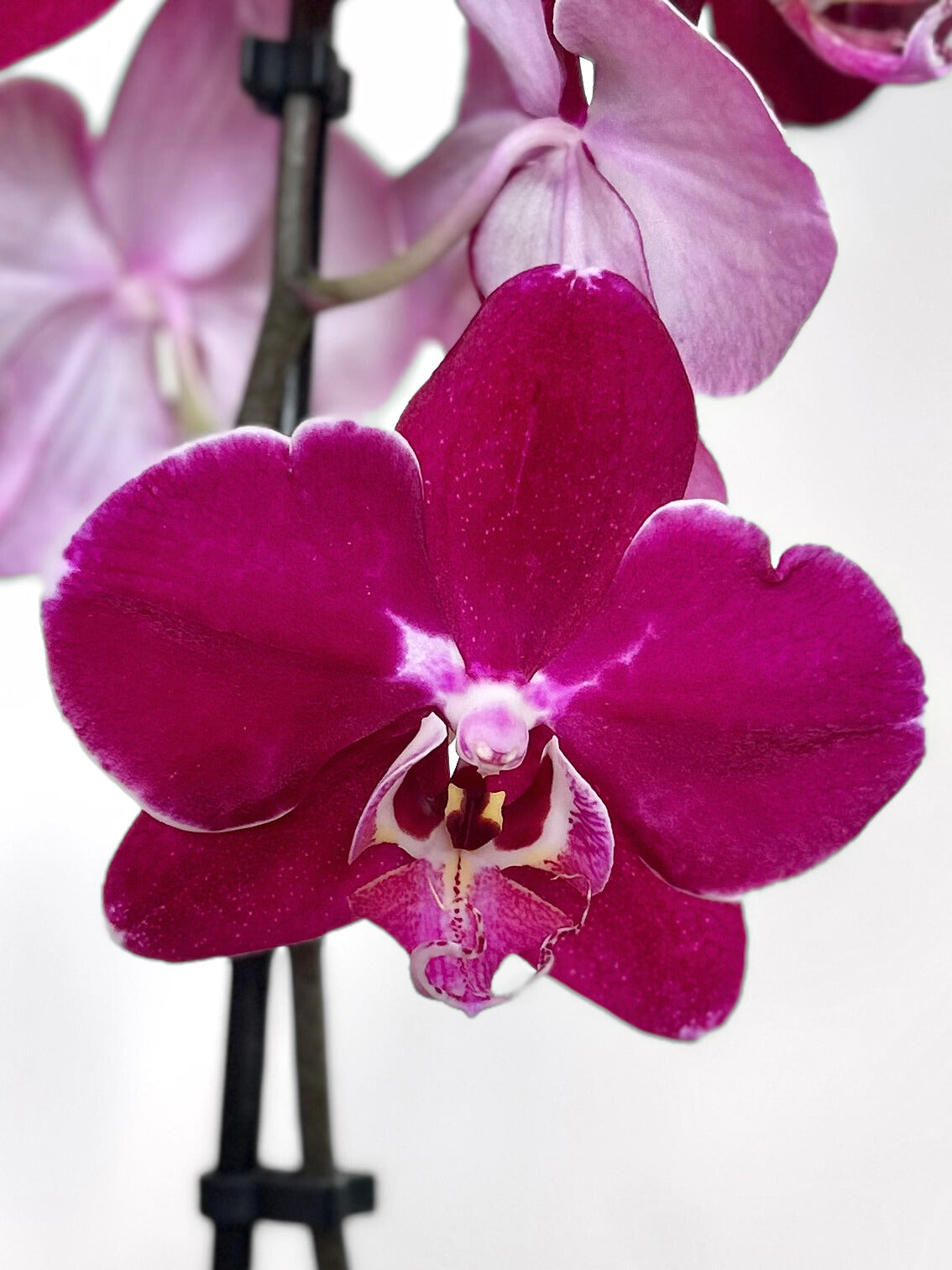 orquidea grande morada burdeo flor tropical