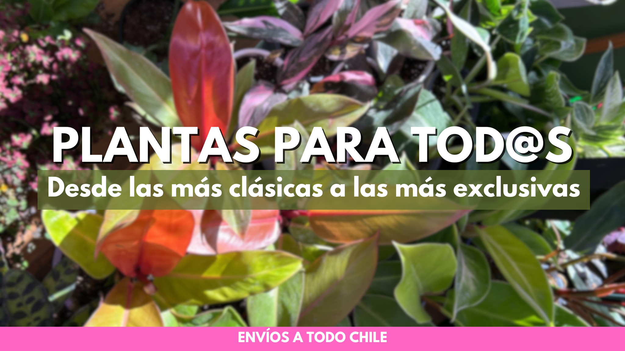 Plantas de interior con envío a todo Chile por Florantinas