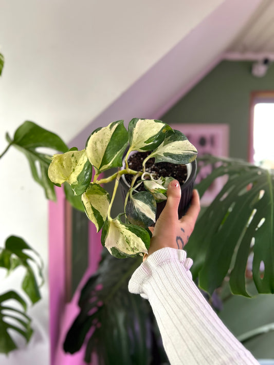 Potus Manjula planta colgante de interior con hojas en forma de corazón variegadas en blanco, crema y verde
