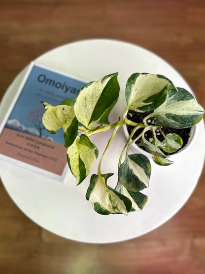 Potus Manjula planta colgante de interior con hojas en forma de corazón variegadas en blanco, crema y verde