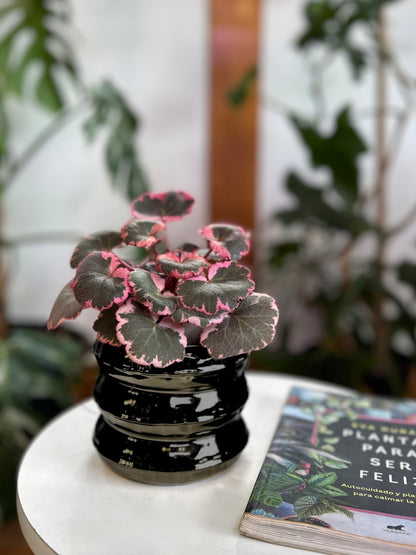Saxifraga stolonifera tricolor planta de interior con hojas redondeadas variegadas en verde, blanco y rosa, con estolones colgantes