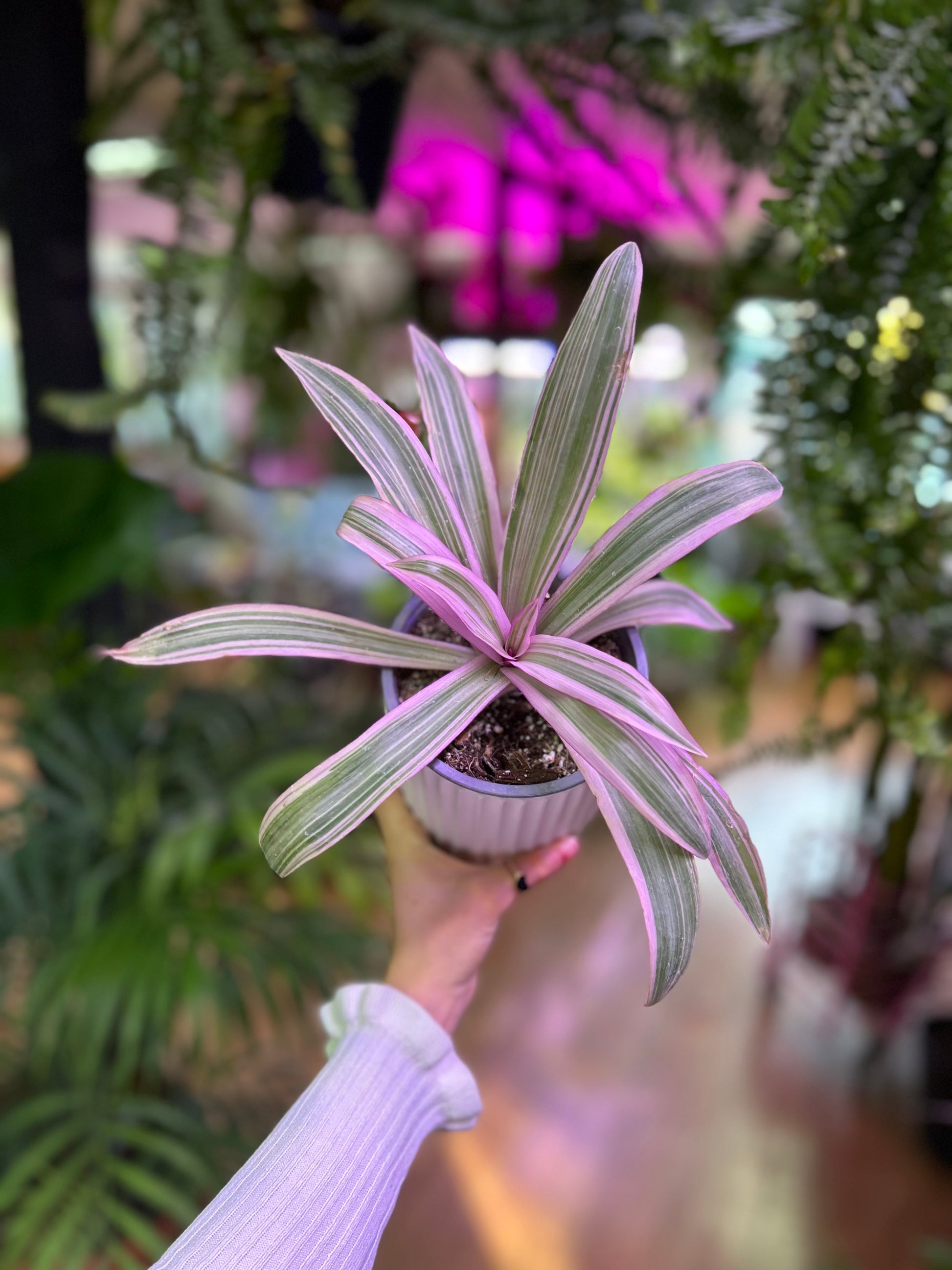 "Tradescantia spathacea Pink planta de interior con hojas lanceoladas verdes por fuera y rosadas por el reverso, crecimiento compacto