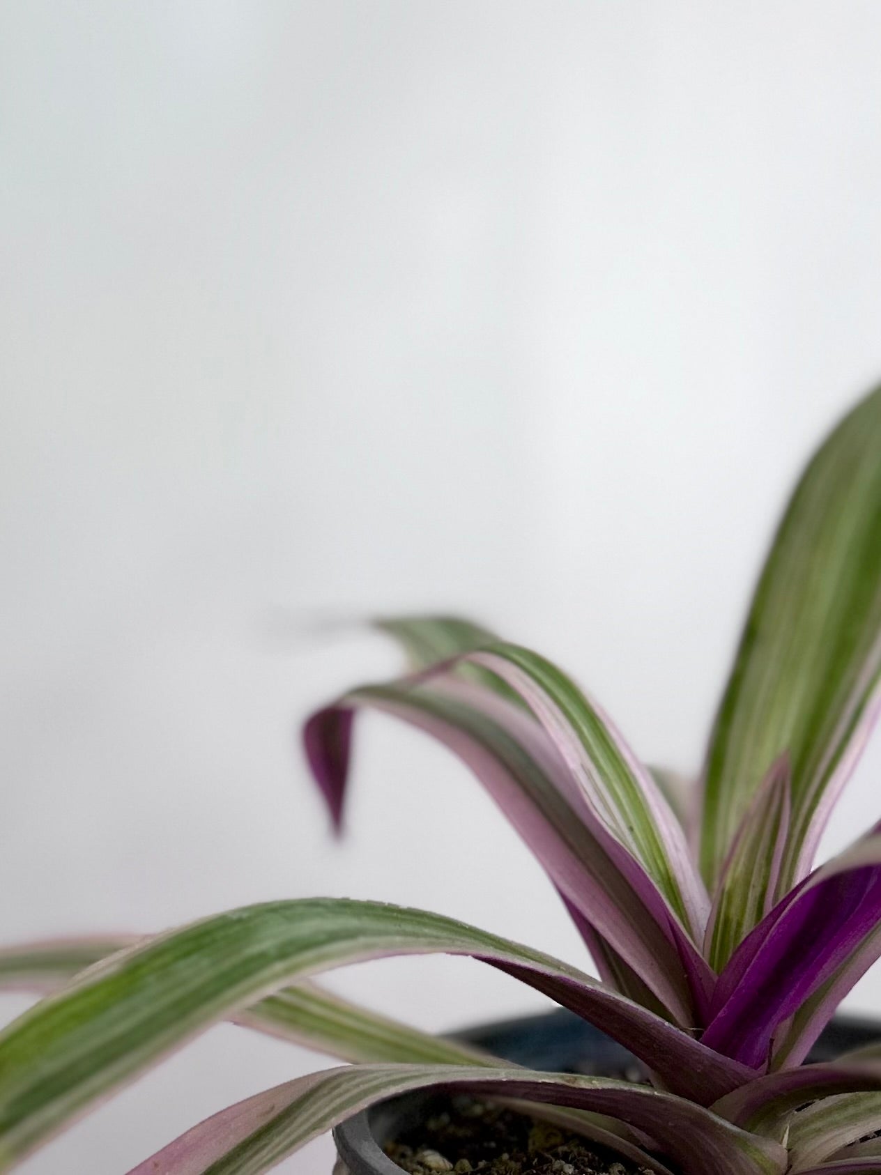 "Tradescantia spathacea Pink planta de interior con hojas lanceoladas verdes por fuera y rosadas por el reverso, crecimiento compacto