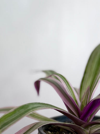 "Tradescantia spathacea Pink planta de interior con hojas lanceoladas verdes por fuera y rosadas por el reverso, crecimiento compacto